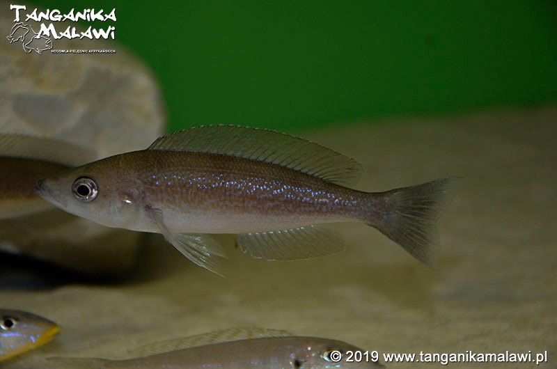Cyprichromis microlepidotus 'Milima Island'